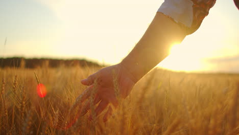 SLOW-MOTION:-Farmers-hand-touches-the-ear-of-wheat-at-sunset.-The-agriculturist-inspects-a-field-of-ripe-wheat.-farmer-on-a-wheat-field-at-sunset.-agriculture-concept.-agricultural-business.